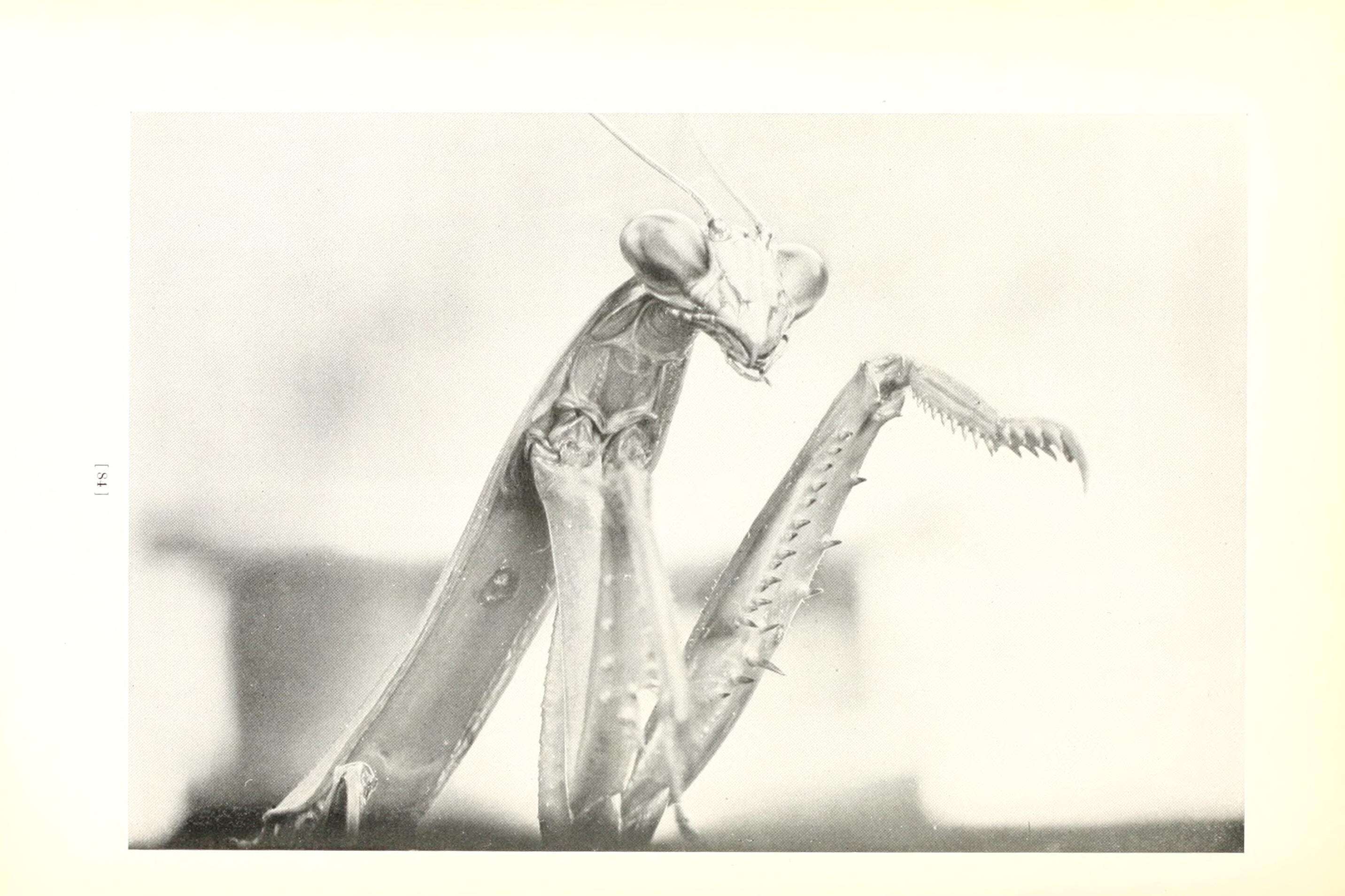 Image of Chinese mantis