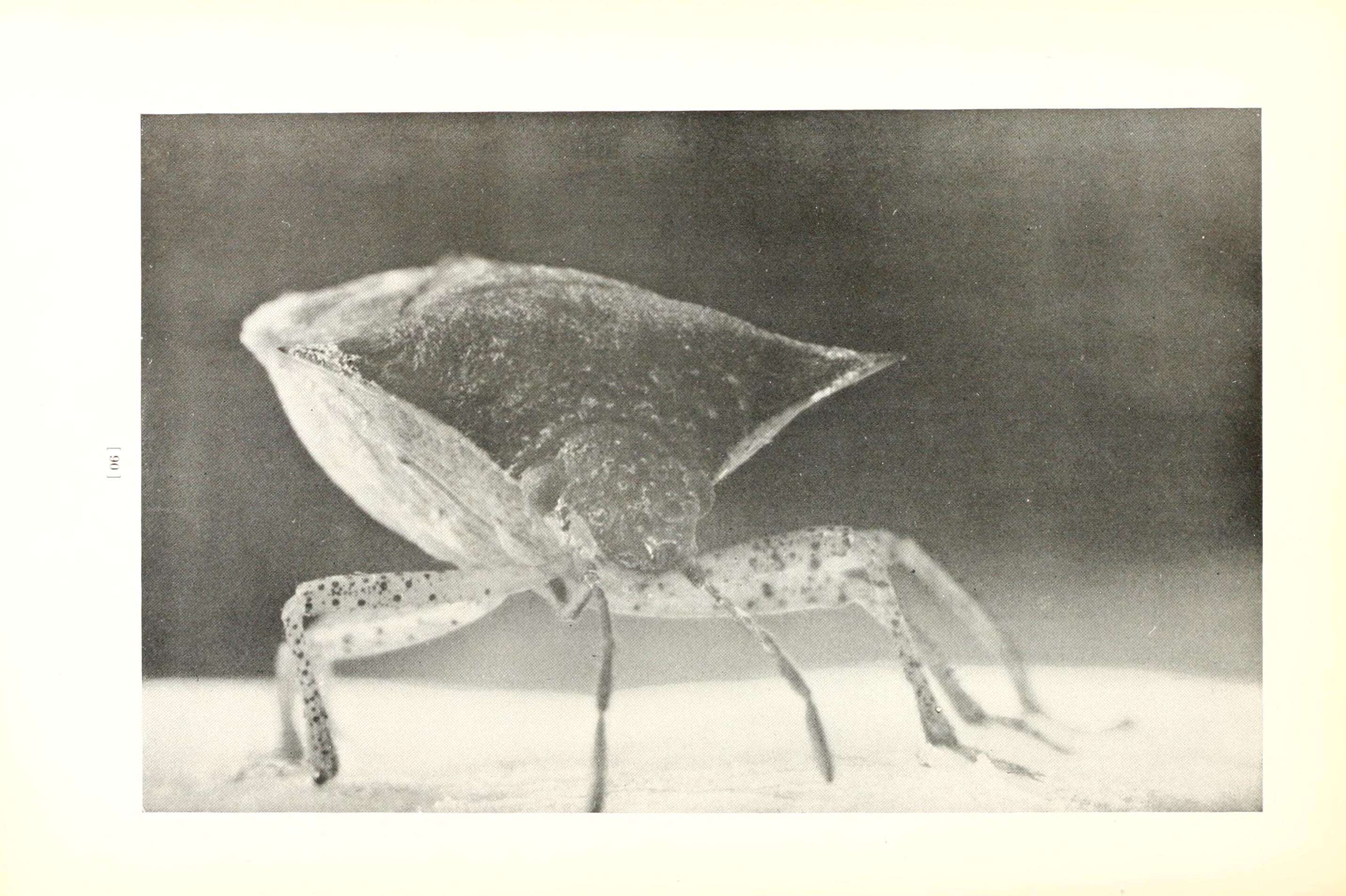 Image of Dusky Stink Bug