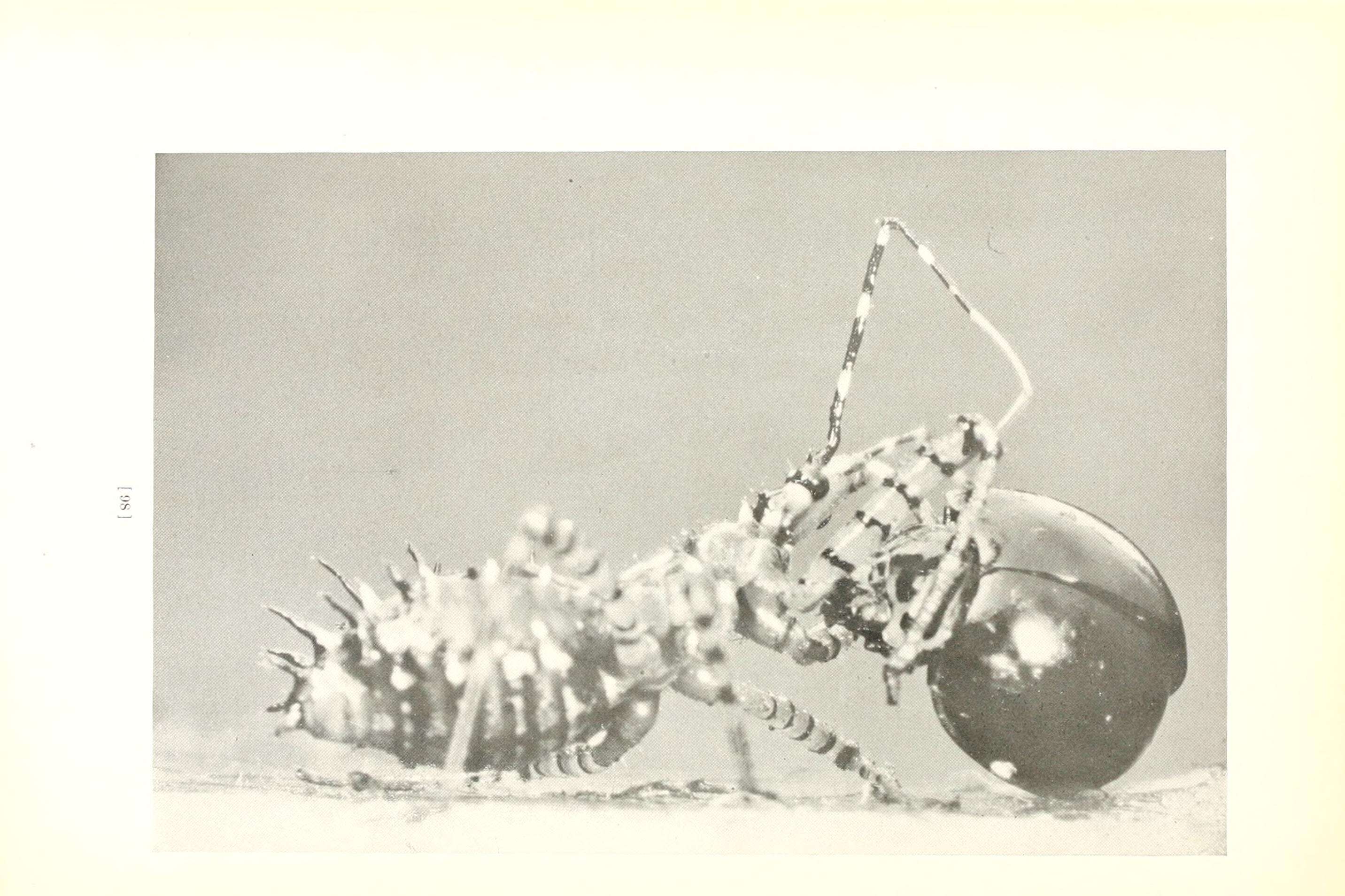 Image of Pselliopus cinctus (Fabricius 1776)