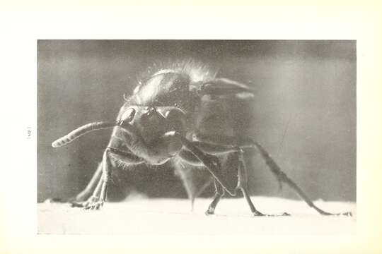 Image of Red Wasp