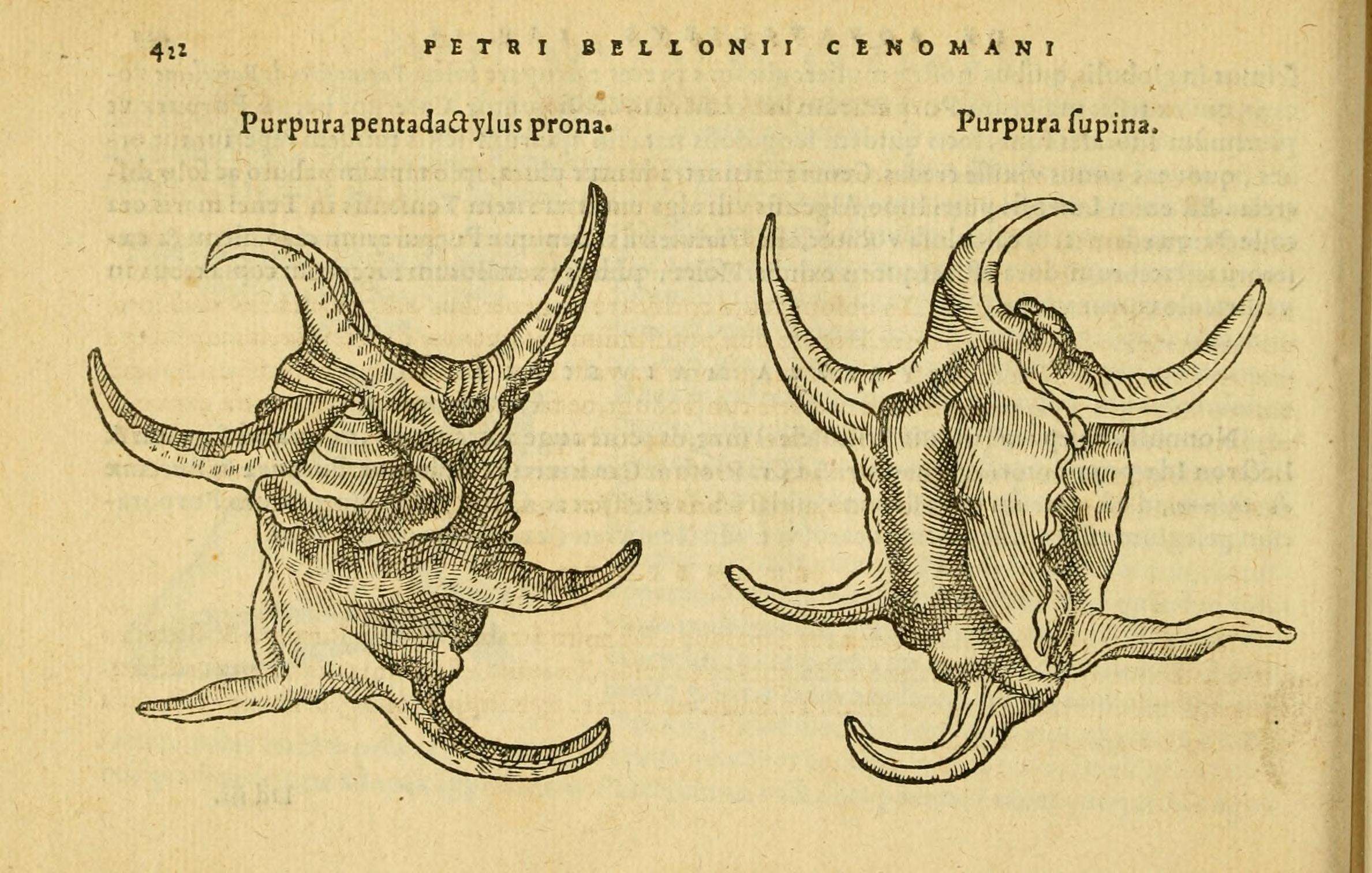 Image of Stromboidea Rafinesque 1815