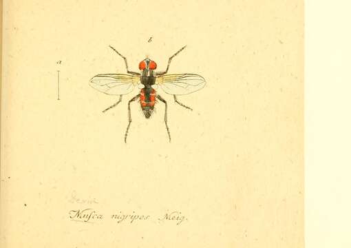 Image of Thelaira nigripes (Fabricius 1794)