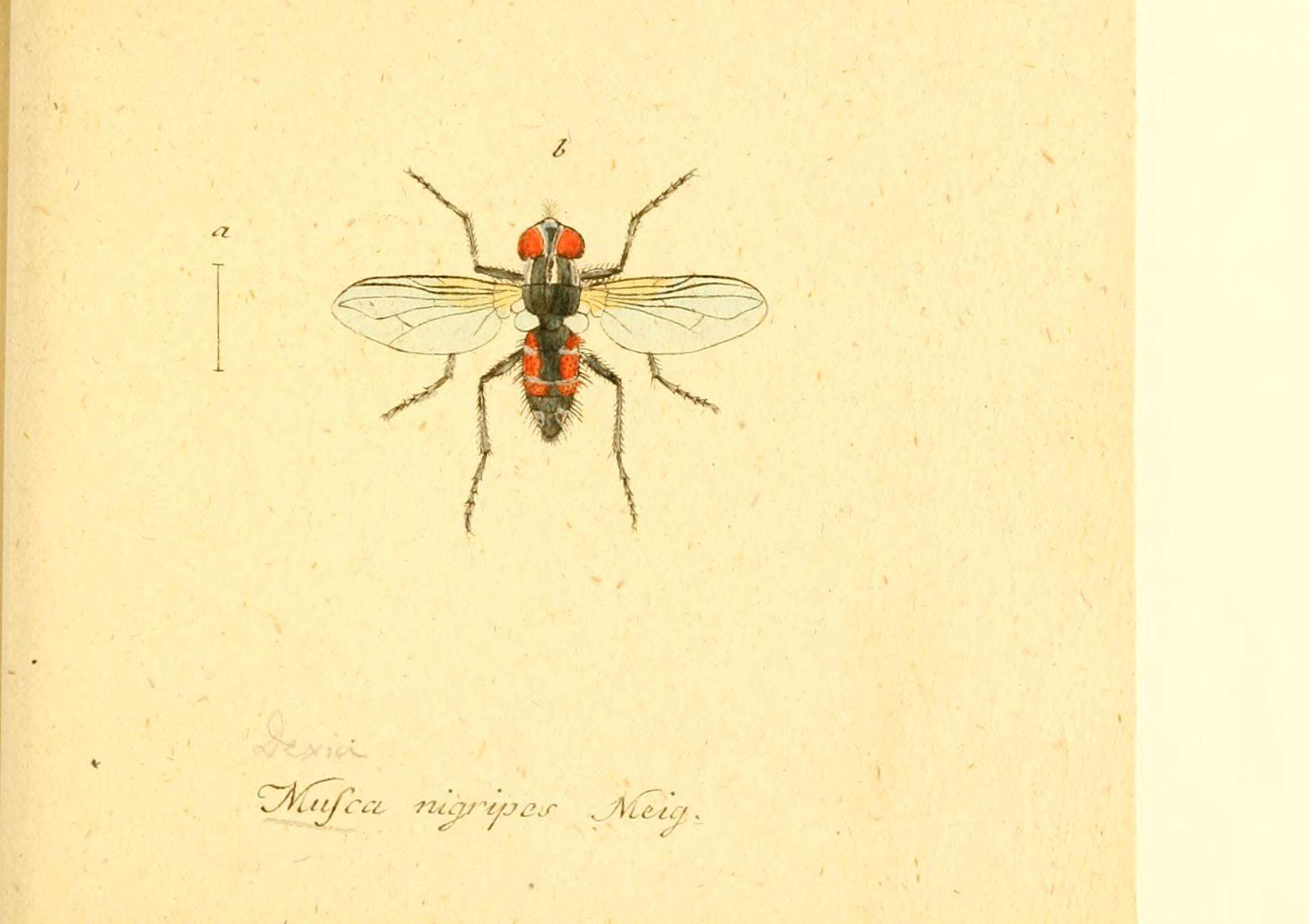 Image of Thelaira nigripes (Fabricius 1794)