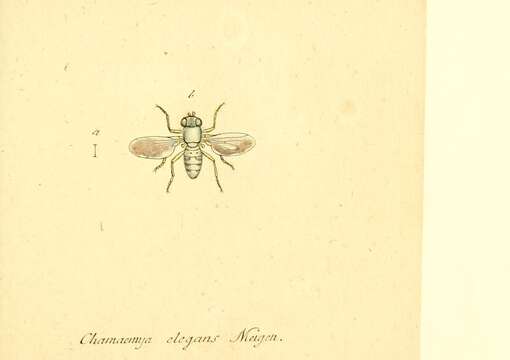Image of Chamaemyia elegans (Panzer 1809)
