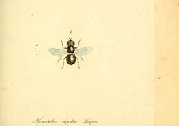 Image of Nemotelus nigrinus Fallen 1817