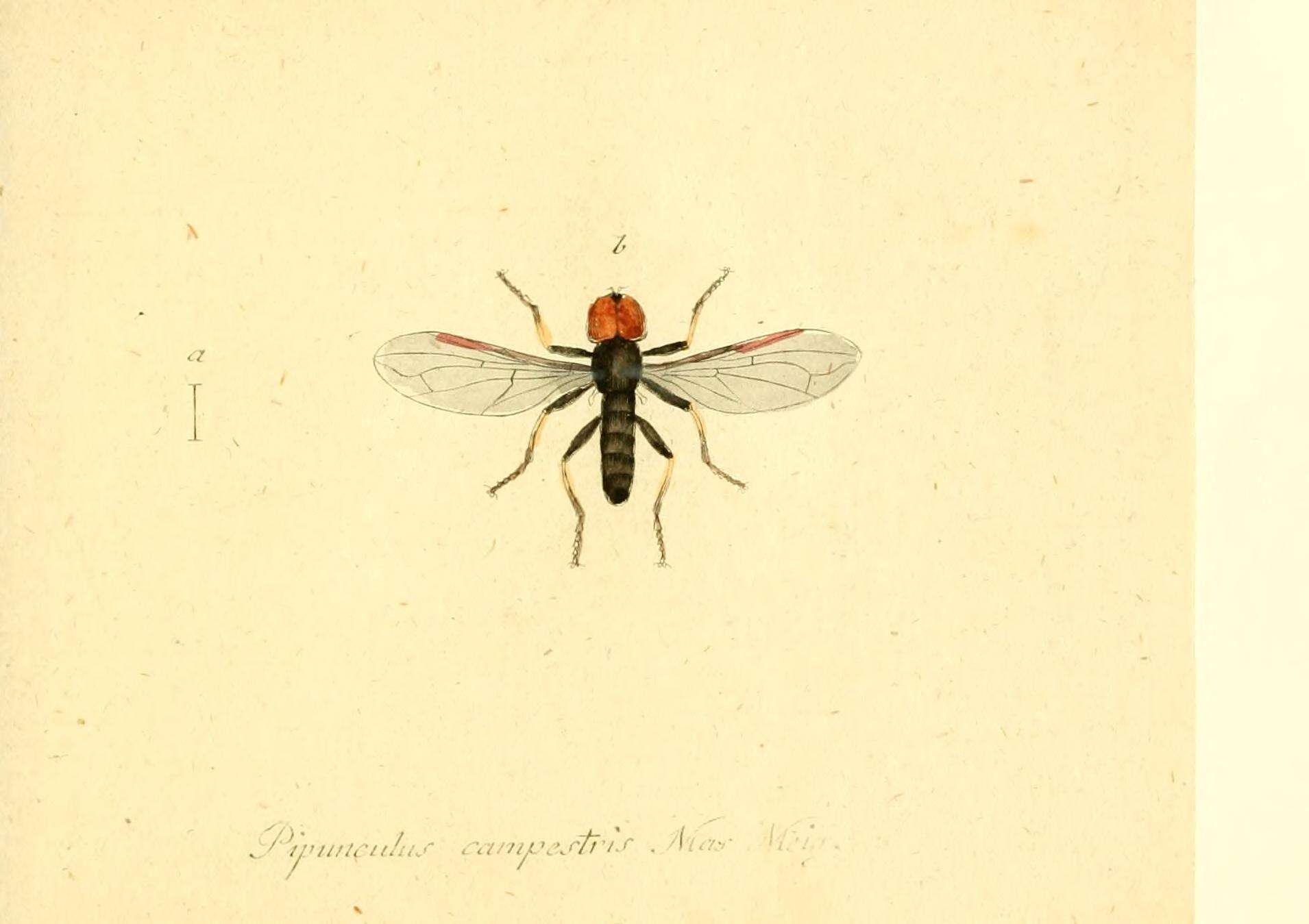 Слика од Pipunculus campestris Latreille 1805