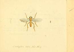 Imagem de Lonchoptera lutea Meigen 1809