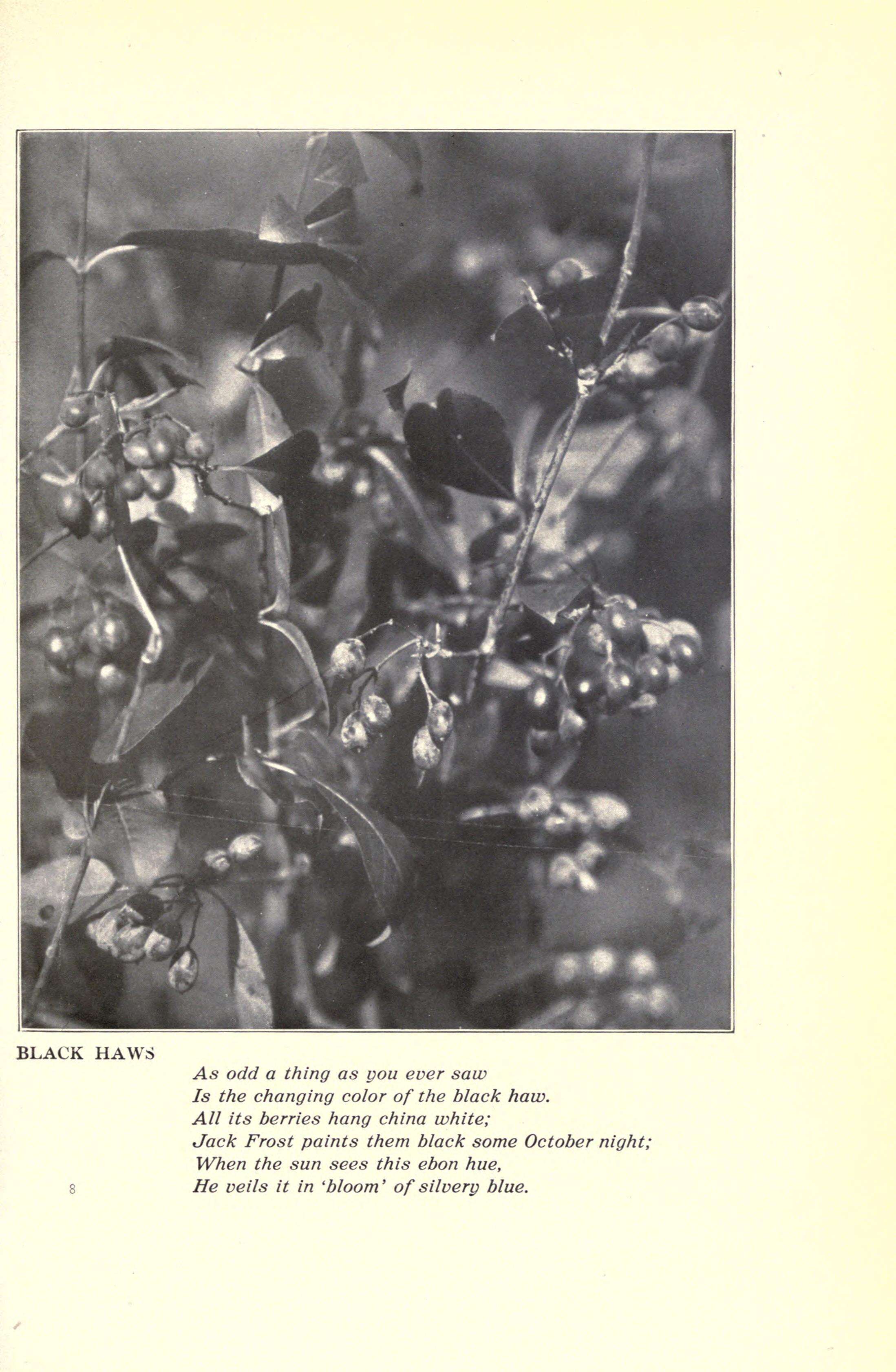 Image of Black Haw Viburnum