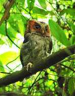 Image of Negros Scops Owl