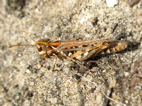 Image of Myrmeleotettix