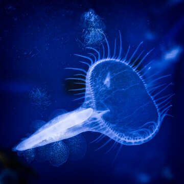 Image of Hooded sea slug