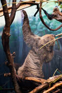 Image of sloth