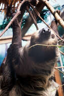 Image of sloth