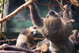 Image of sloth