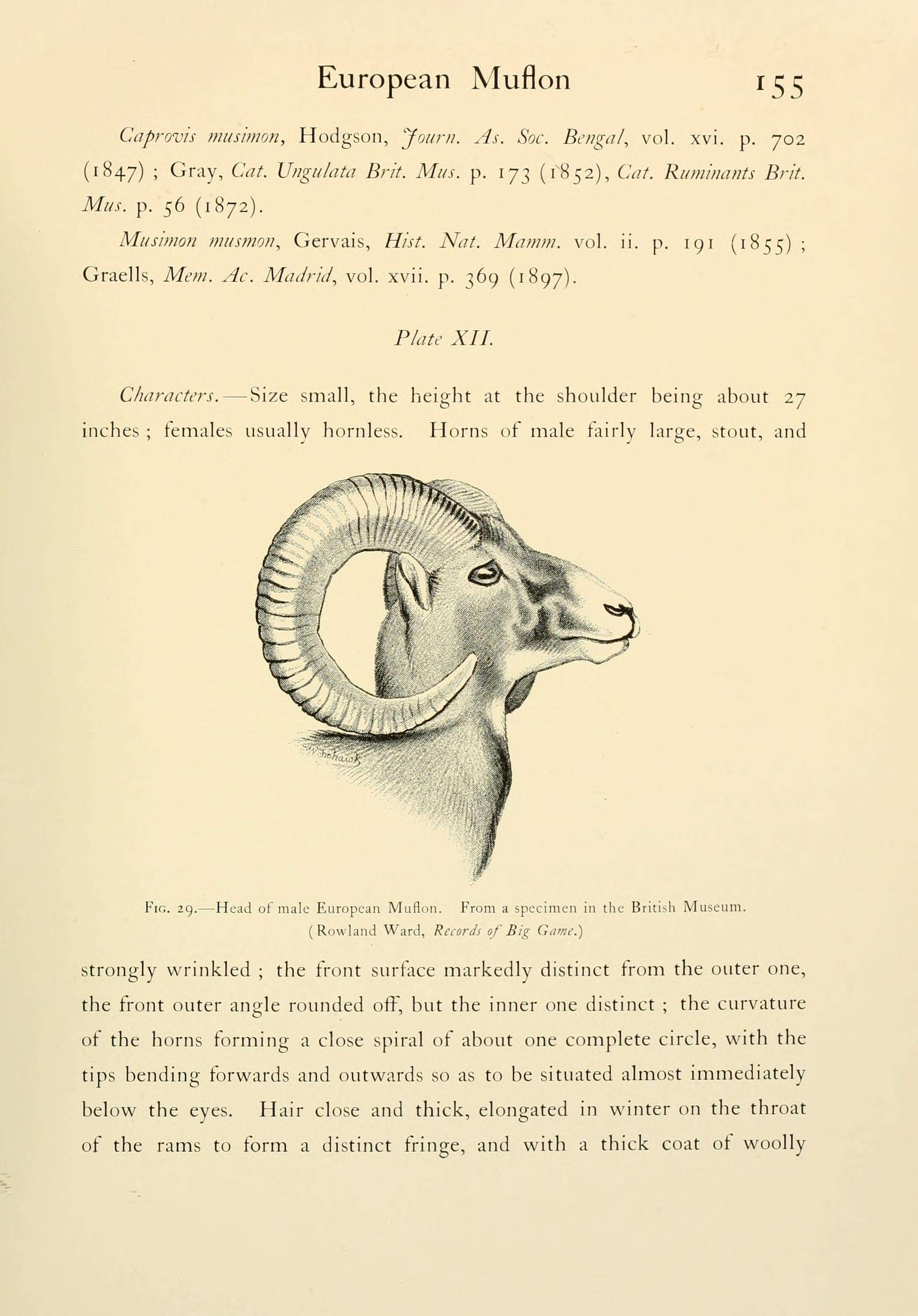 Image of Ovis orientalis musimon