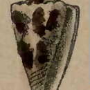 Image of Conus maculiferus G. B. Sowerby I 1833