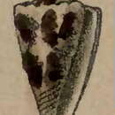 Image de Conus maculiferus G. B. Sowerby I 1833