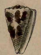 Image de Conus maculiferus G. B. Sowerby I 1833