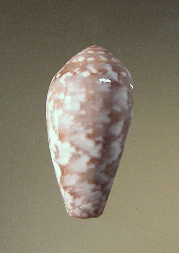 Image of Conus barbara Brazier 1898