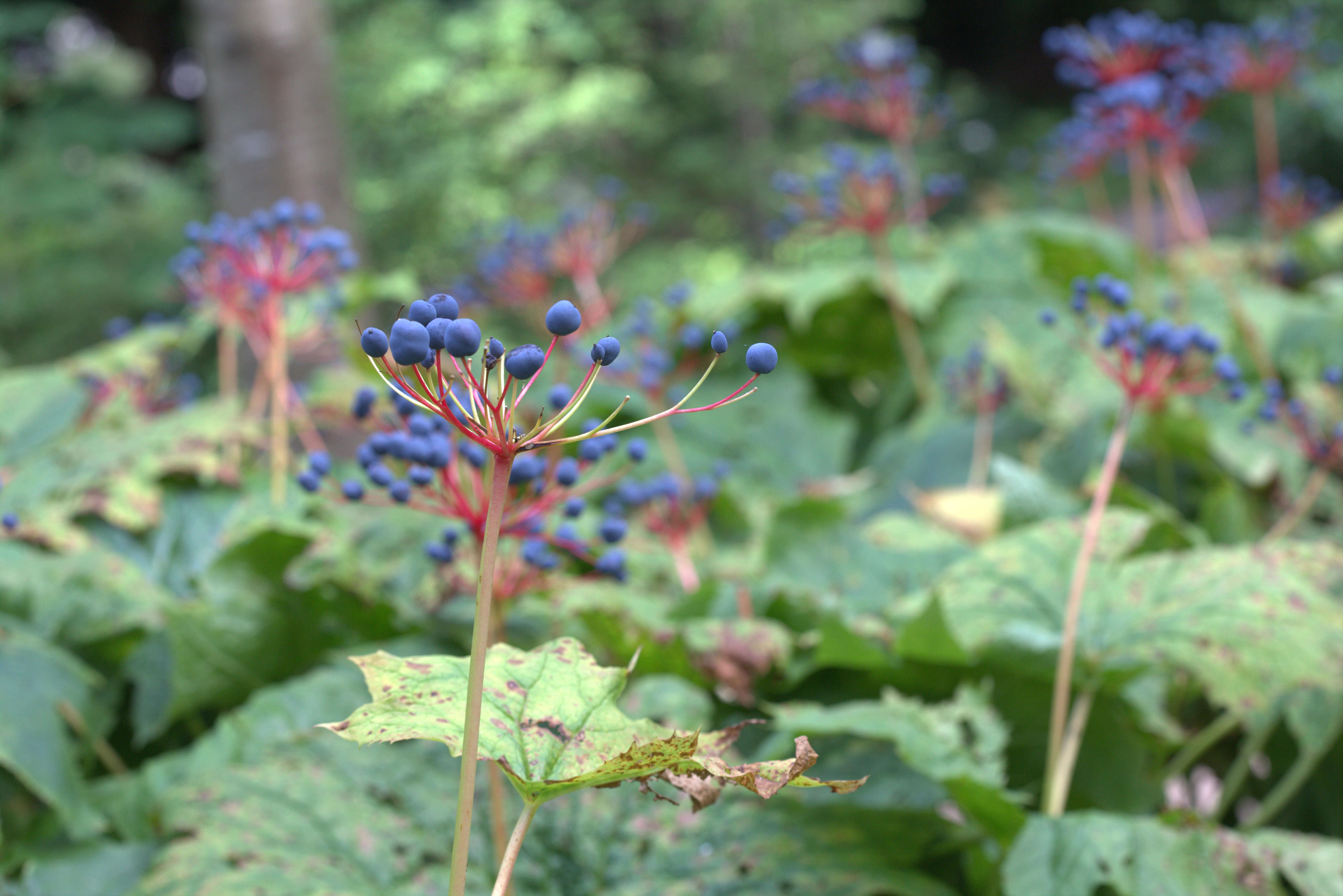 Image of American umbrellaleaf