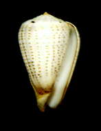 Image de Conus glaucus Linnaeus 1758