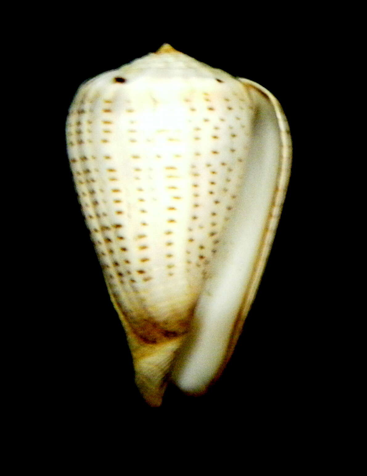 Image of glaucous cone