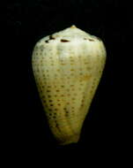 Image de Conus glaucus Linnaeus 1758