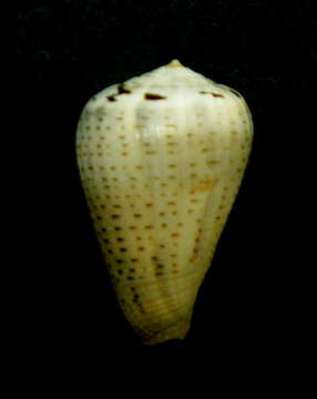 Image of glaucous cone