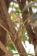 Image of Malagasy Giant Chameleon