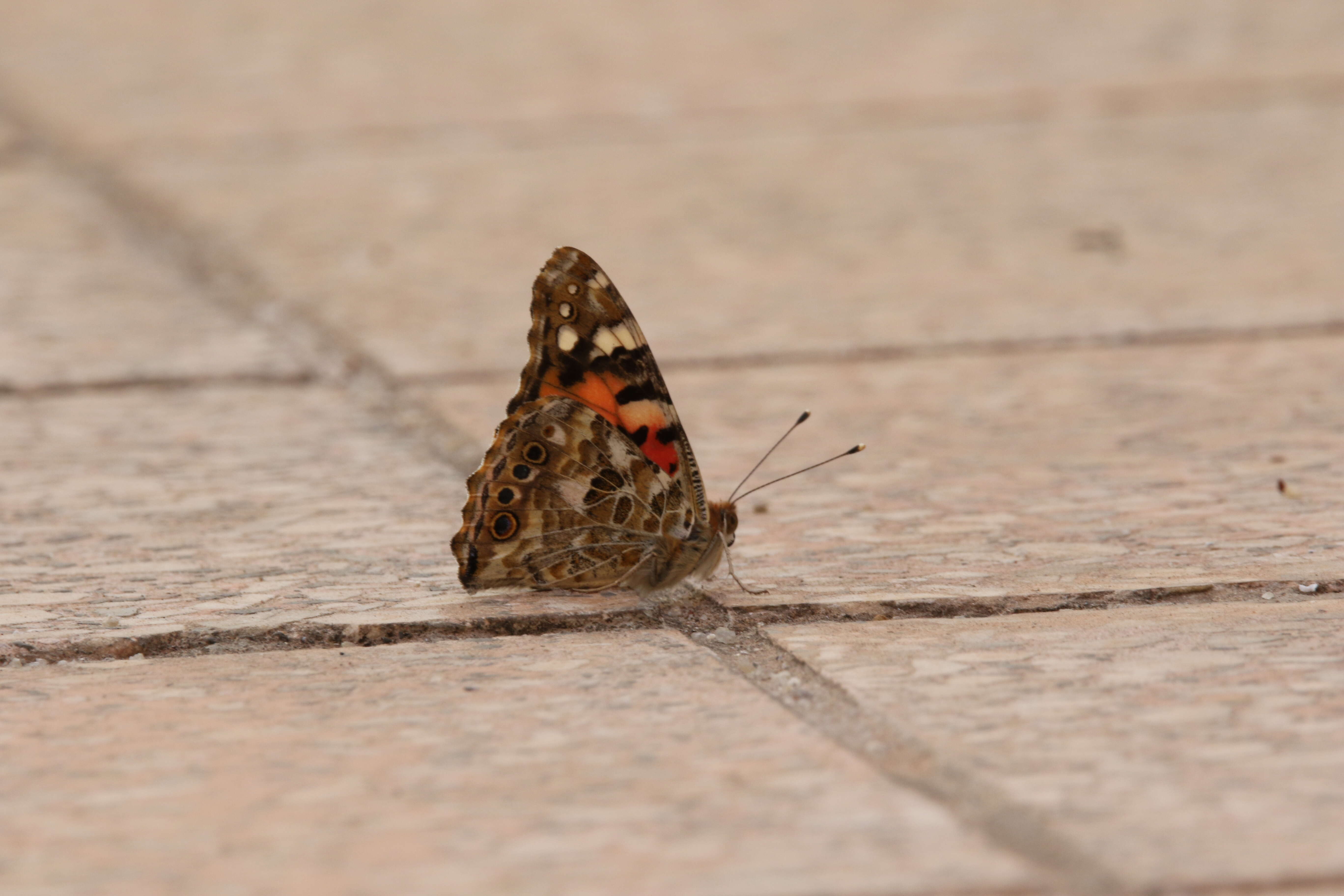 Plancia ëd Vanessa cardui