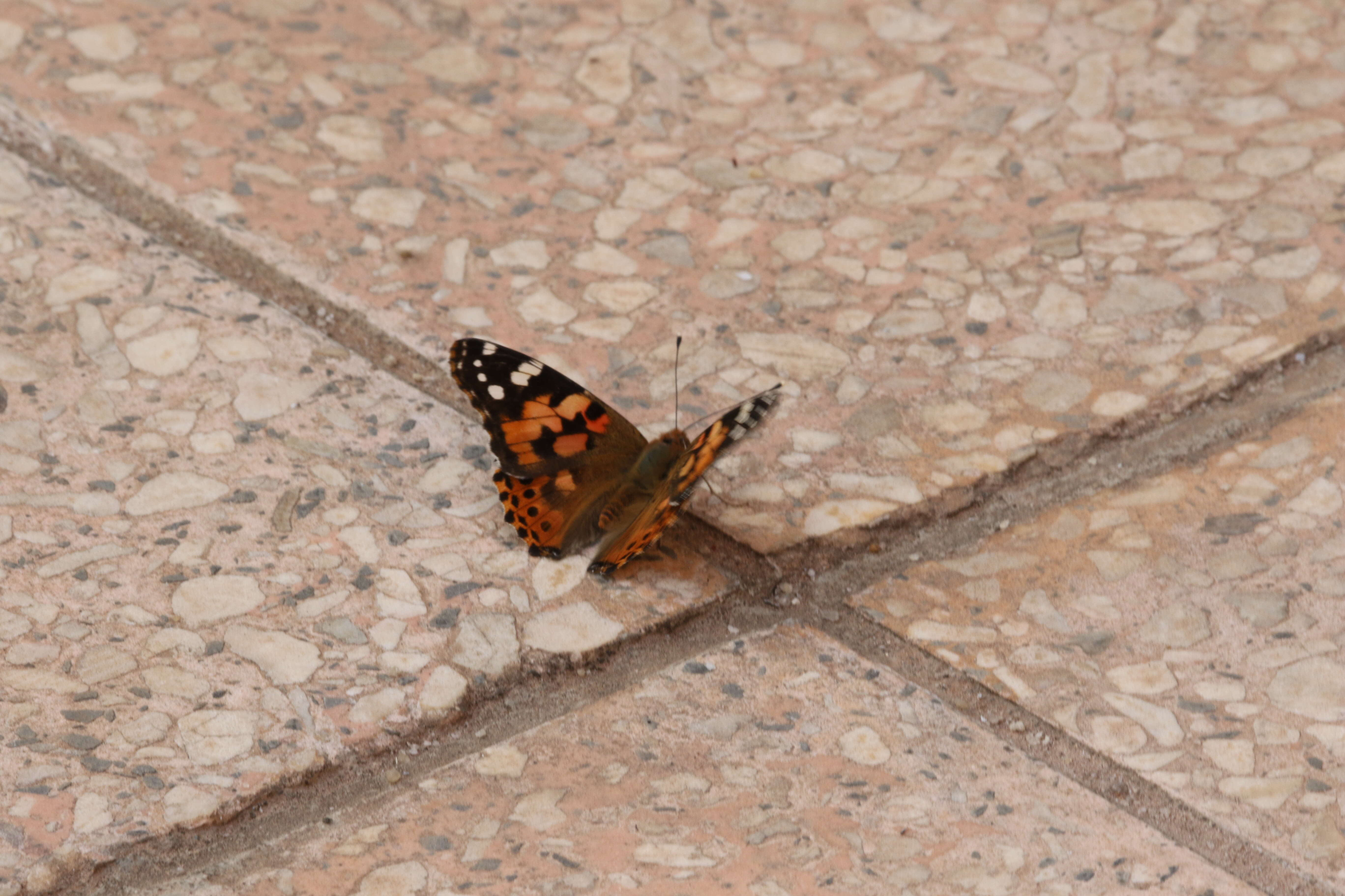 Plancia ëd Vanessa cardui