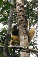 Image of Diadem Sifaka