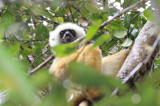 Image of Diadem Sifaka