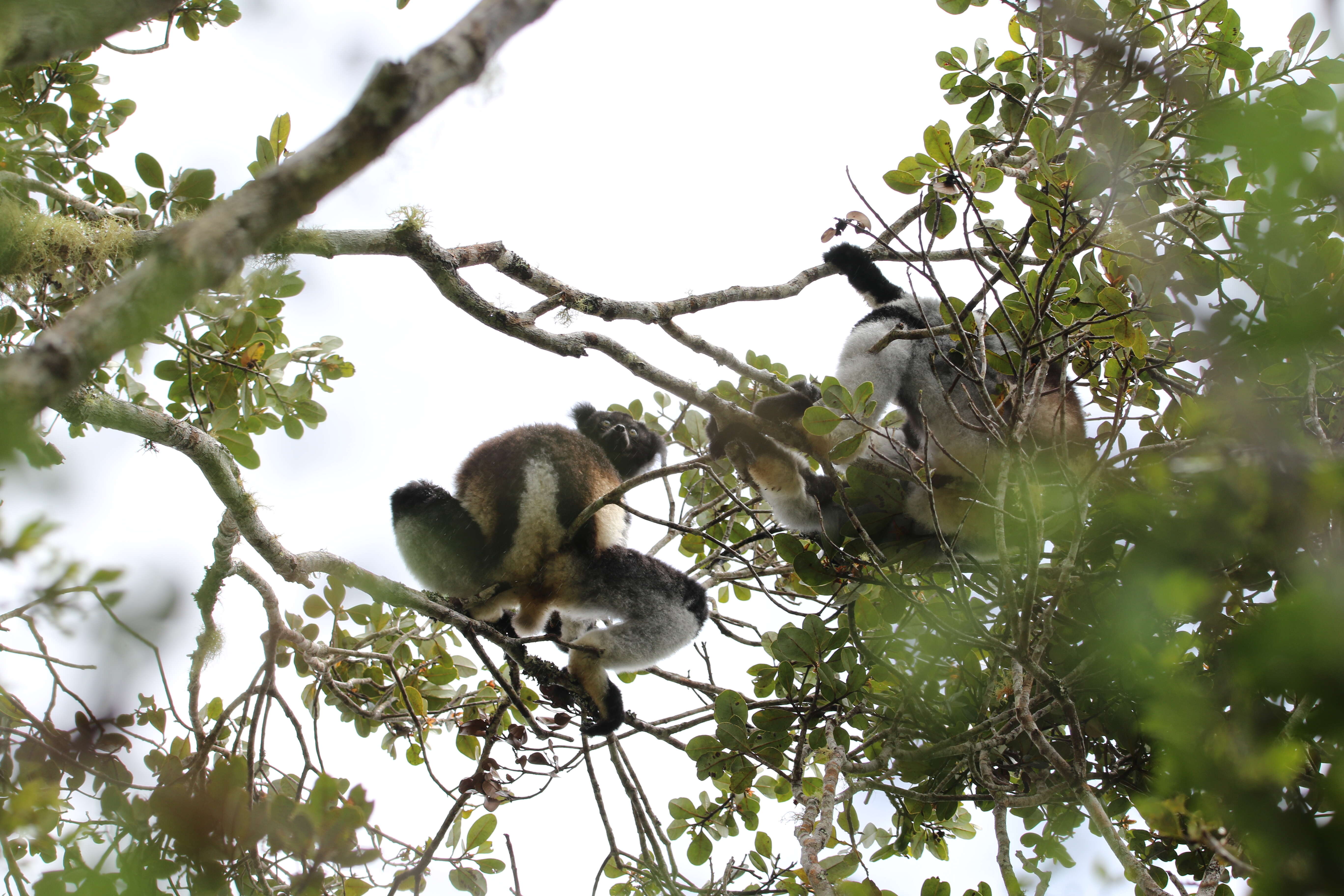 صورة Indri É. Geoffroy Saint-Hilaire & G. Cuvier 1796