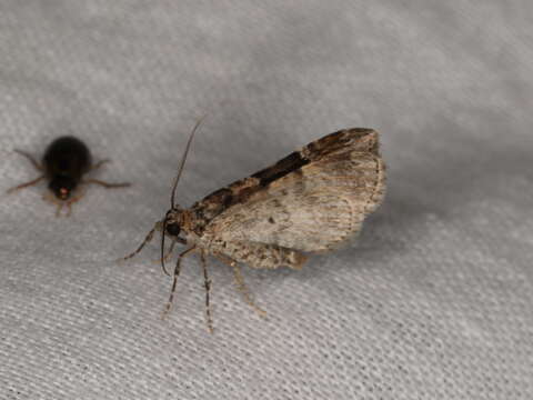 Image of dark-barred twin-spot carpet