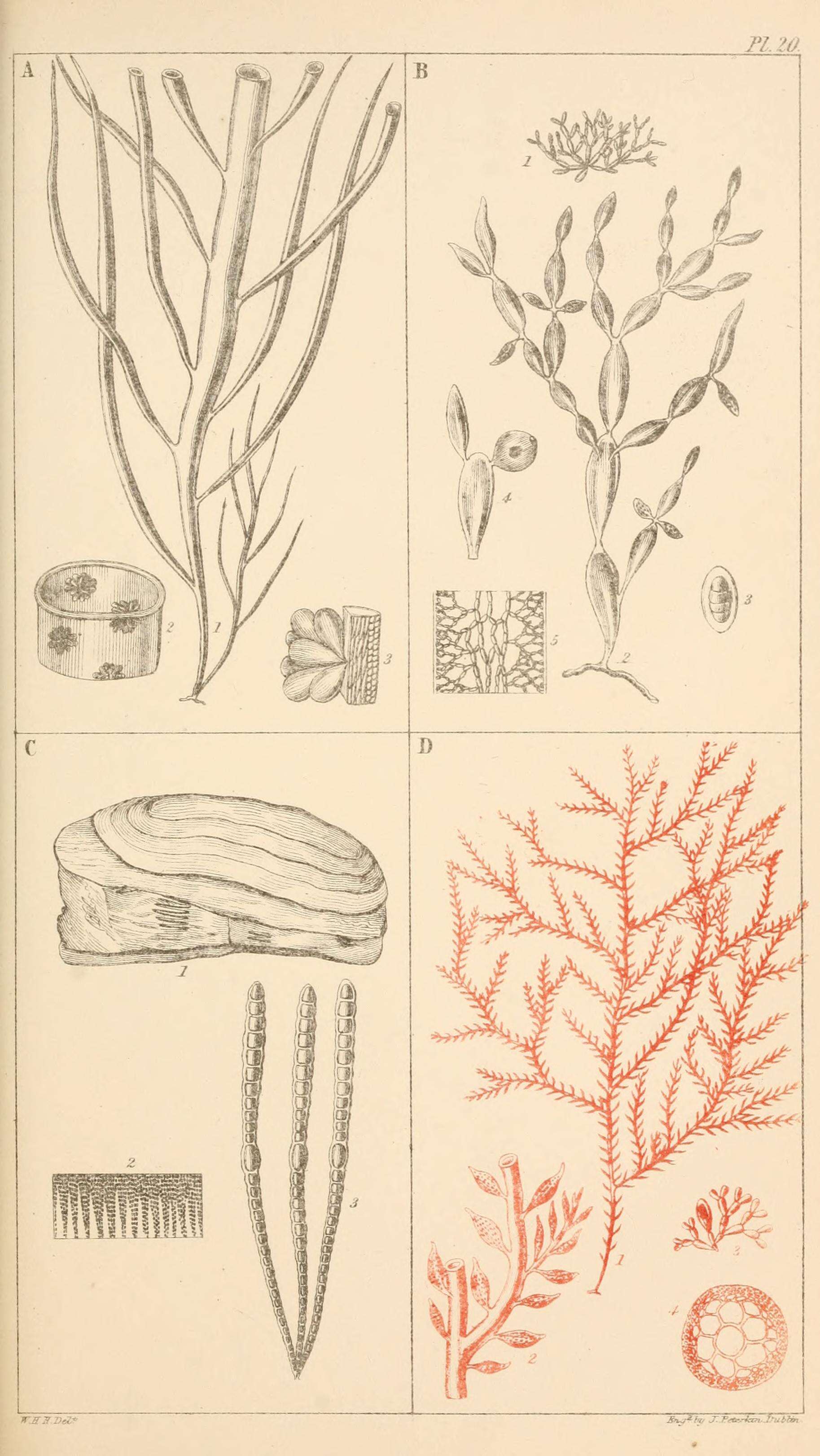 Image de Dumontia J. V. Lamouroux 1813