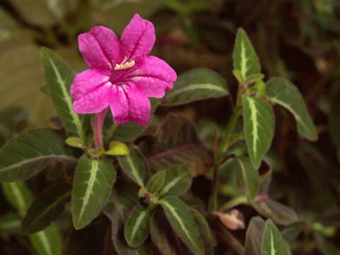 Image of Ruellia makoyana Hort. Makoy ex Closon