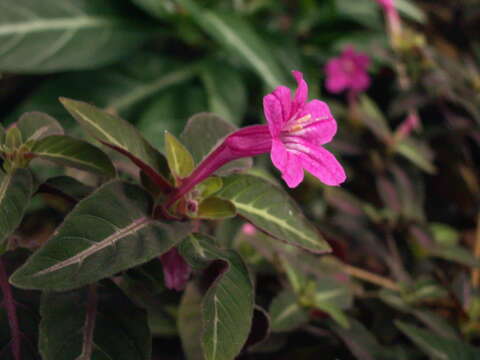 Image of Ruellia makoyana Hort. Makoy ex Closon