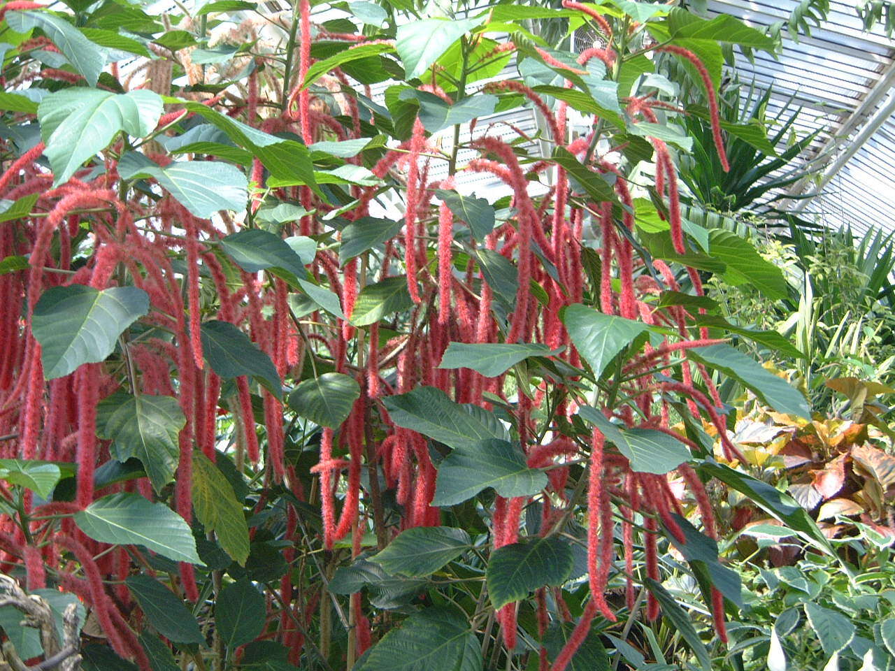 Imagem de Acalypha hispida Burm. fil.