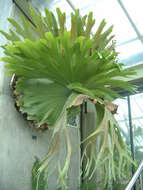 Image of elkhorn fern