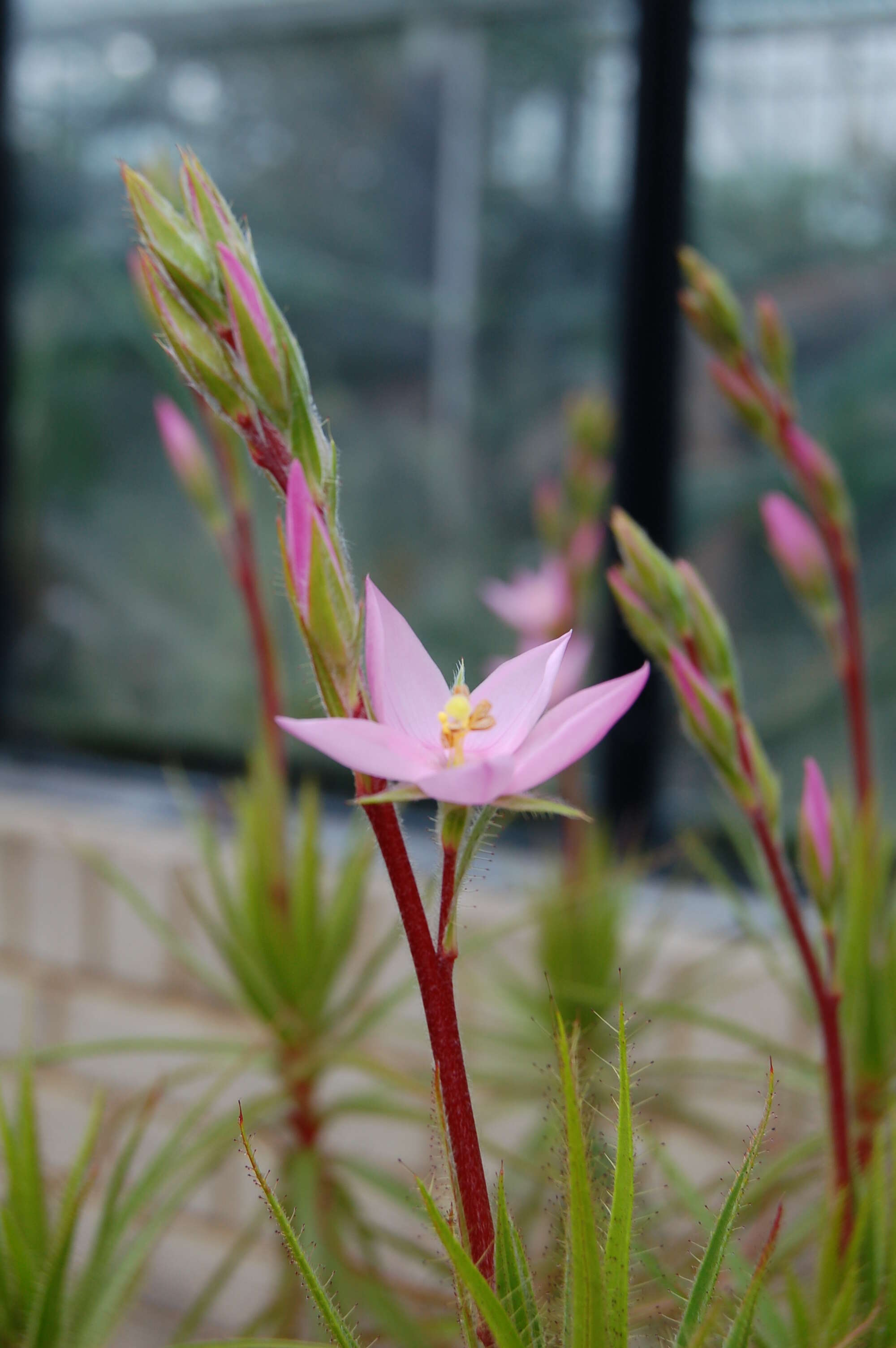 Image of Roridula gorgonias Planch.