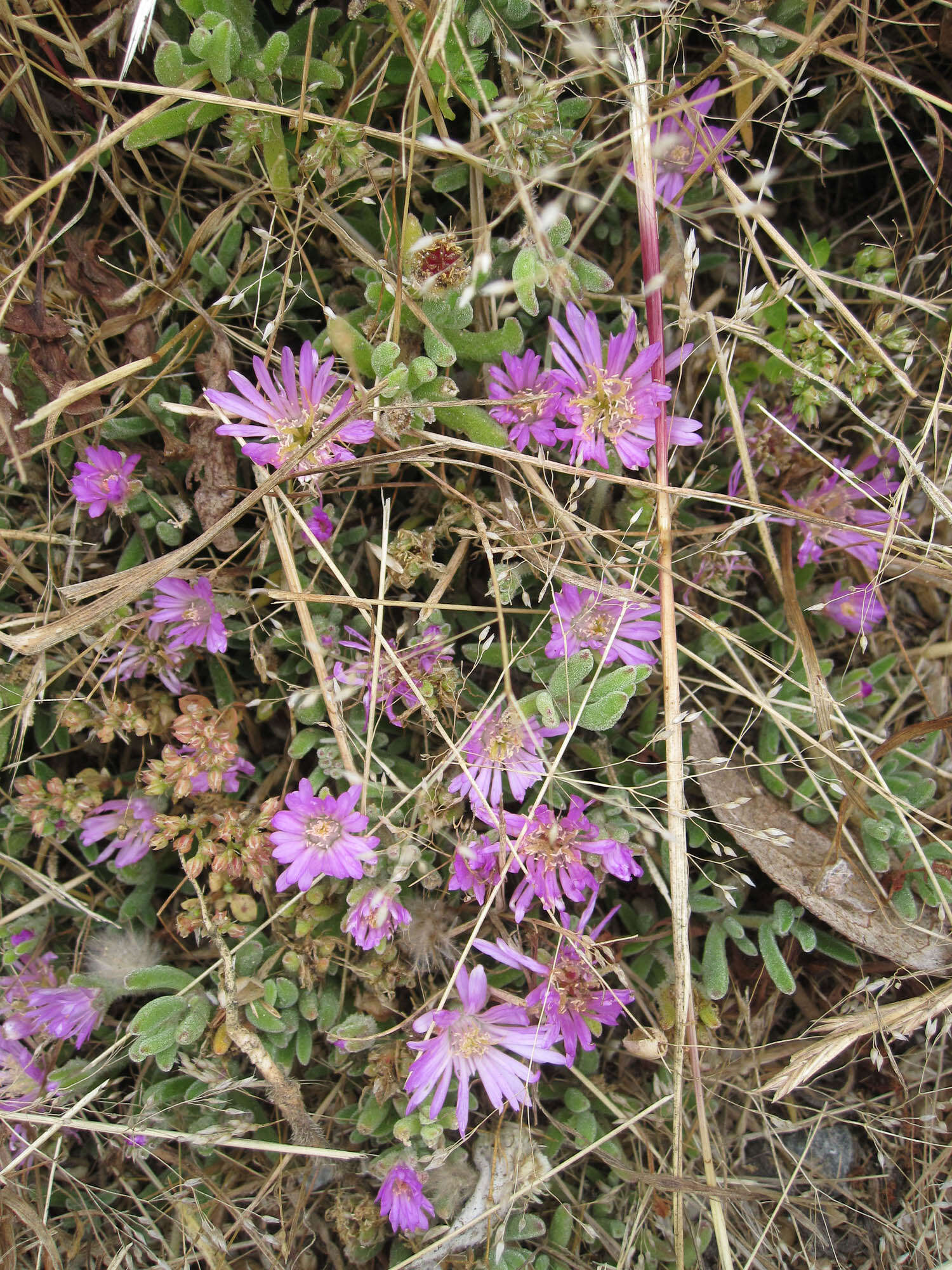 Imagem de Drosanthemum floribundum (Haw.) Schwant.