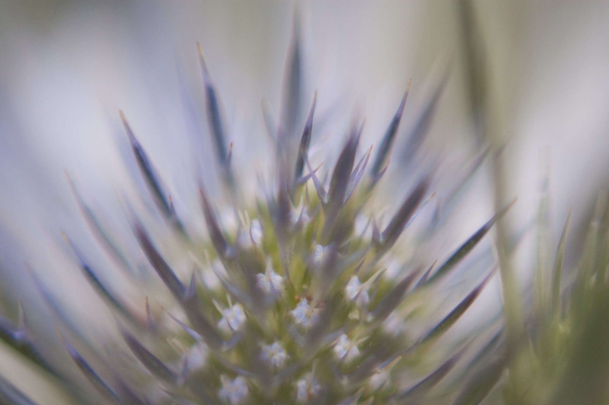 Image of amethyst eryngo