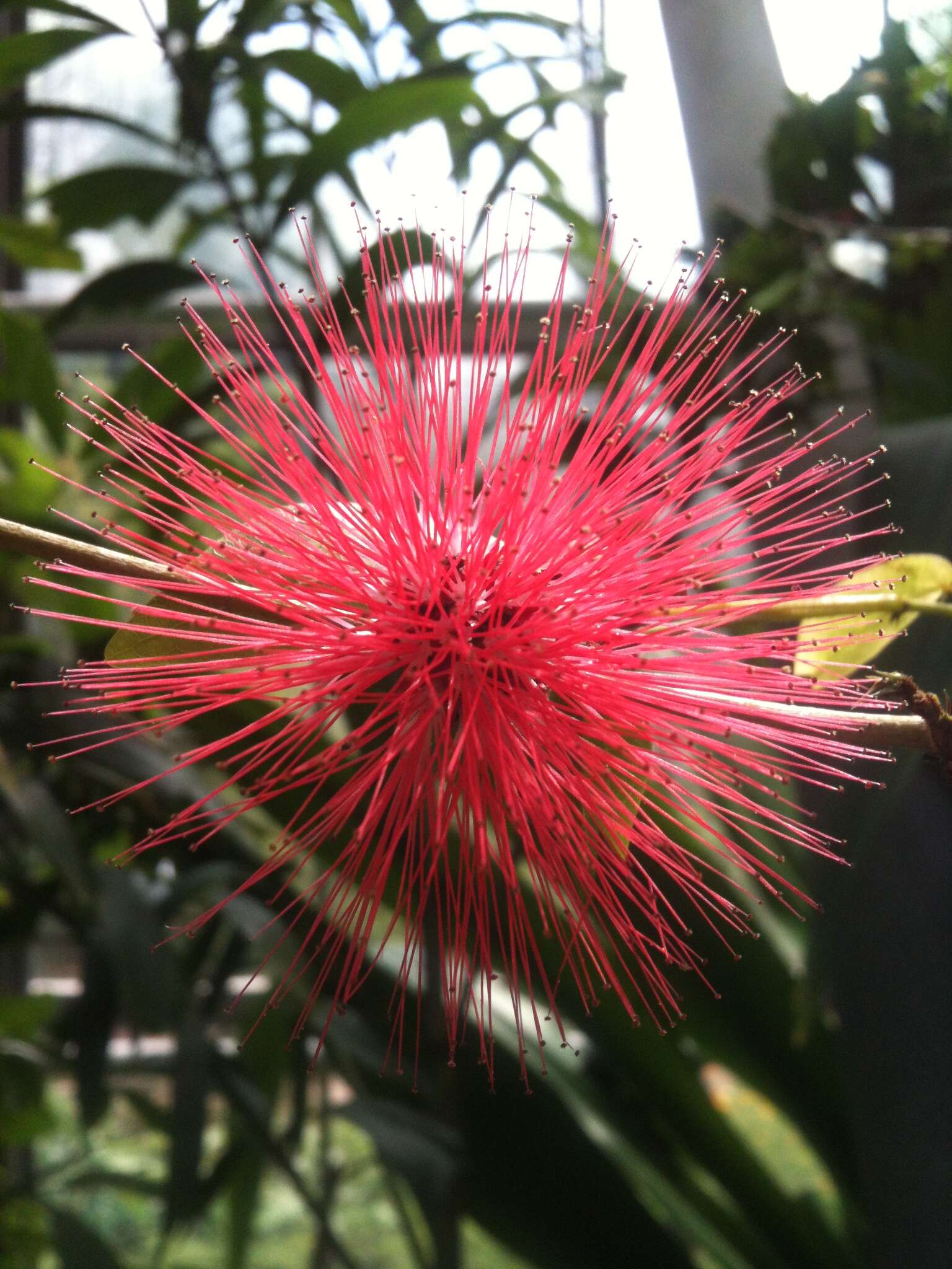 Imagem de Calliandra tergemina (L.) Benth.