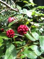 Imagem de Calliandra tergemina (L.) Benth.