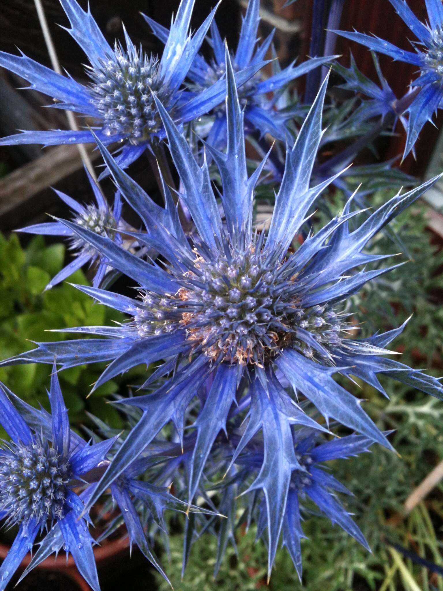 Image of amethyst eryngo