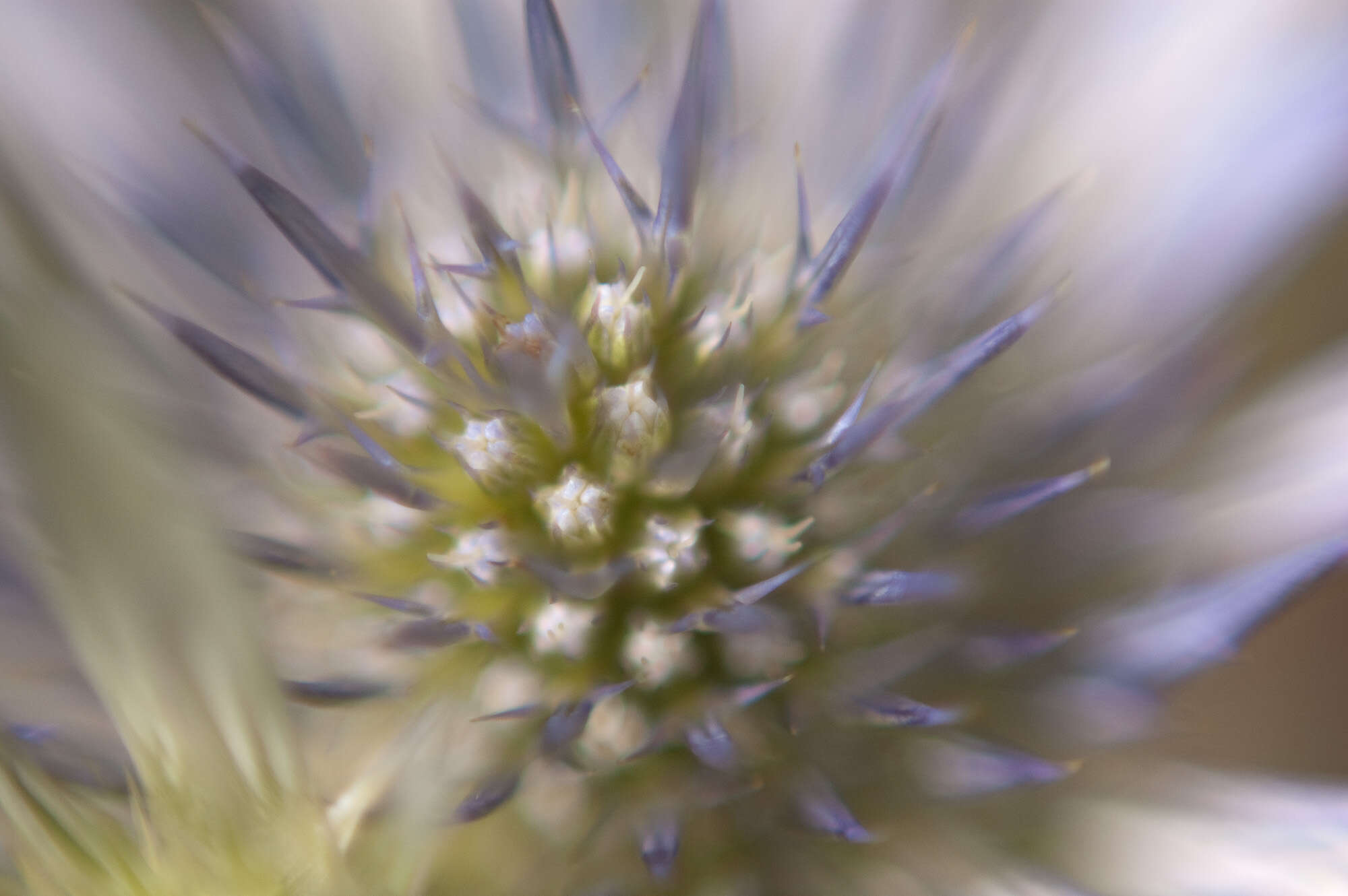 Image of amethyst eryngo