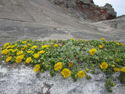 Grindelia nana resmi