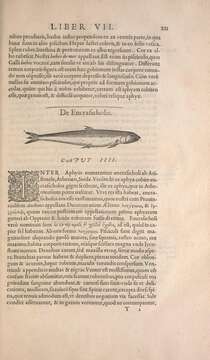 Imagem de Engraulis encrasicolus (Linnaeus 1758)