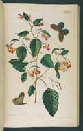 Image of jewelweed